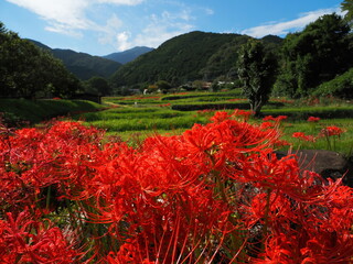 棚田のヒガンバナ
