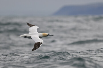 Precise gliding above northern waters (northern gannet / alcatraz atlántico / Morus bassanus) – British coast