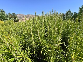 Close-up of rosemary (Rosmarinus officinalis) plant growing outdoors in sunlight. Aromatic Mediterranean herb used in cooking, herbal medicine, and essential oils with needle-like green leaves.