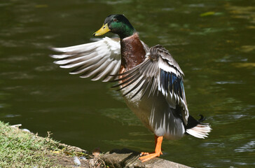 Marreco de Pequim em um belo registro a beira do lado do jardim do Museu da República - Catete - RJ