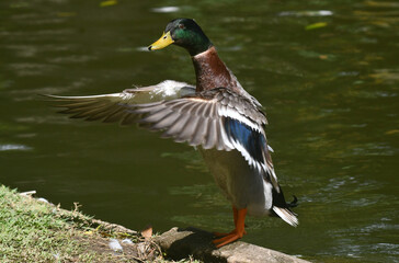 Marreco de Pequim em um belo registro a beira do lado do jardim do Museu da República - Catete - RJ