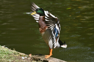 Marreco de Pequim em um belo registro a beira do lado do jardim do Museu da República - Catete - RJ