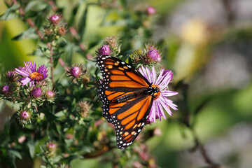 Monarch butterfly on flowers of New England Aster