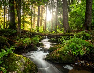 Obraz premium Sunlight streams through a lush forest, illuminating a flowing creek