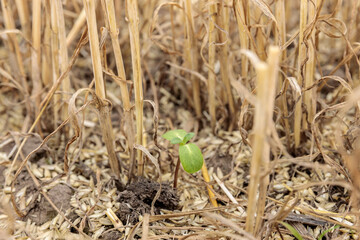 A Promising Green Sprout Emerges Amidst Dry Stalks of Plants, Illustrating Nature's Resilience and New Beginnings in Agriculture and Gardening Settings
