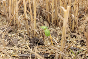 A Resilient Green Seedling Emerges Amongst Dried Stalks and Soil, Symbolizing New Life and Growth in Challenging Agricultural Conditions