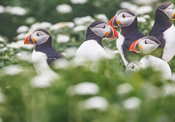 Atlantic Puffins in a patch of common yarrow.