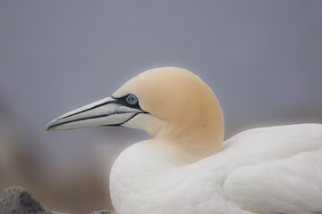 Northern Gannet close up profile