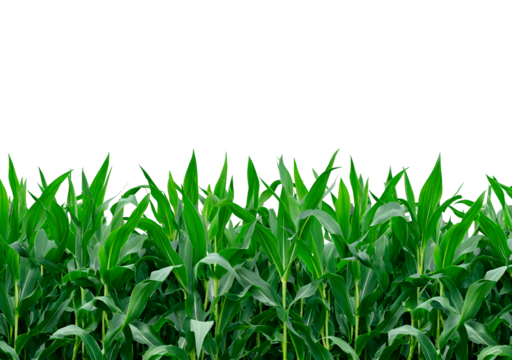 Lush green cornfield with tall stalks on transparent background