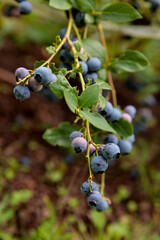 A Close-Up View of Ripe Blueberries Hanging on a Branch Surrounded by Lush Green Leaves and Soil, Capturing Their Juicy Texture and Vibrant Color in Nature's Abundant Bounty