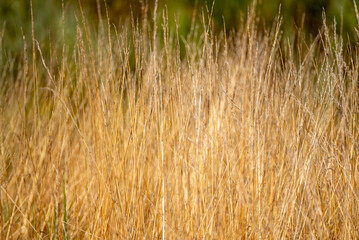 A Close up of a Dry Golden Grass in a Field The Concept of an Autumn Season