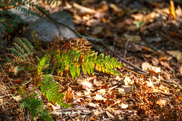 A Green Fern Leaf on the Forest Floor The Concept of a New Life