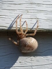 Orb Weaver Spider Hanging from Vinyl Siding