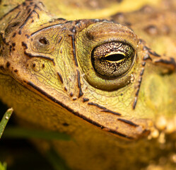 frog on a leaf