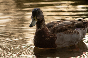 Close-up of a brown duck with a dark head, gently gliding on shimmering golden water under soft natural light