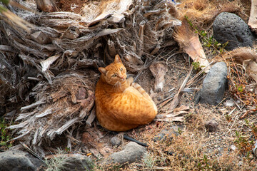 An inquisitive orange tabby cat resting on a bed of dried palm fibers and organic debris outdoors.