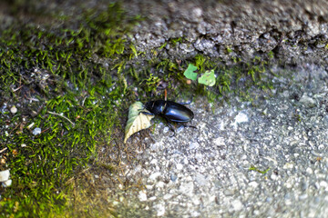 A close-up view of a sleek, dark beetle resting on a moss-covered, textured ground surface