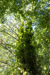 Looking Up into a Vibrant Green Forest Canopy on a Sunny Day with Dappled Light