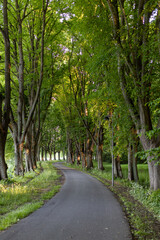 Serene Winding Asphalt Road Lined with Tall Green Trees in a Peaceful Park or Forest Avenue
