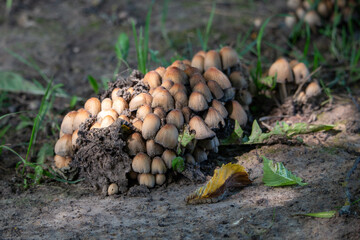A dense cluster of small, brown-capped mushrooms emerging from the forest floor amidst soil and decaying leaves.