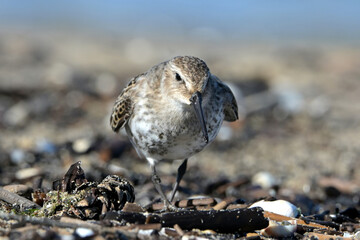 Calidris alpina, Biegus zmienny, 