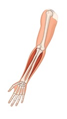 Anatomical illustration of a human forearm