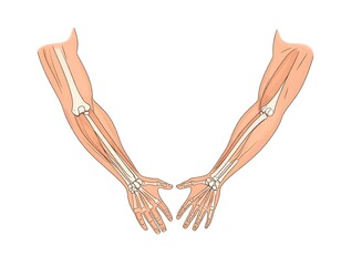 Anatomical illustration of human arms