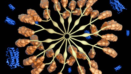 3D image illustrates a prolactin secreting lobule, a specialized microanatomical unit within the anterior pituitary gland responsible for synthesizing and releasing prolactin