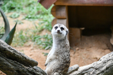 Fototapeta premium ミーアキャット Meerkat