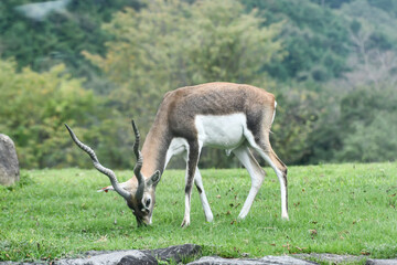 ブラックバック　Blackbuck