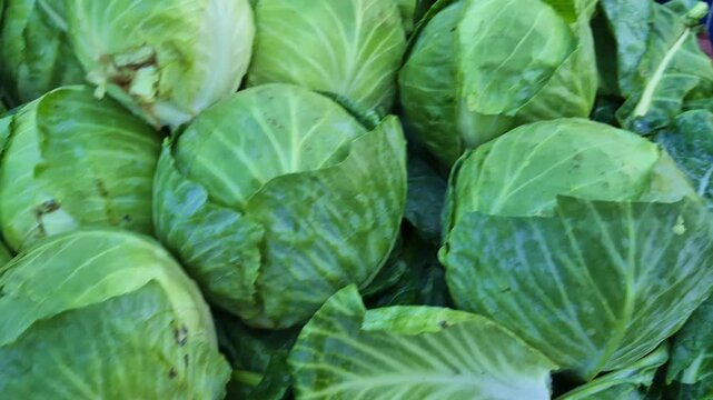 A large pile of band gobhi, patta gobhi, or cabbage is on sale at a shop, indicating fresh produce stock.