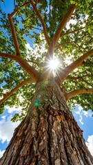 Sunlight streams through a vast tree canopy