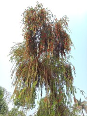 Weeping bottlebrush flowers plant in Bangladesh. Melaleuca viminalis&nbsp;hanging blossoms. Callistemon viminalis ornamental flora in Botanical garden. 