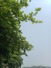 Tropical almond plant, and green leaves with blue sky background isolated. Tropical almond nut fruit for Healthy nutritional food. 