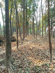 Forest trees and dry leaves lie on the ground. A forest of mahogany trees.