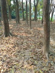 Forest trees and dry leaves lie on the ground. A forest of mahogany trees.