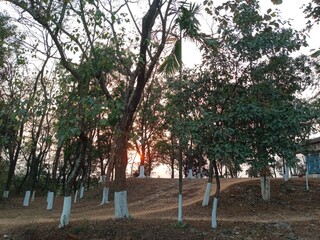 Forest plant's nature beauty in Bangladesh. Lots of trees with sunset glory moment isolated background.