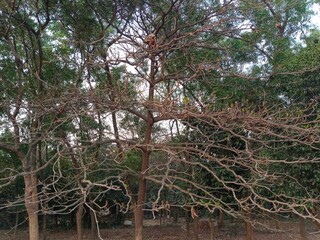 Tropical almond plant's branches in summer season. Indian almond seed ingredient healthy nutritional food. 