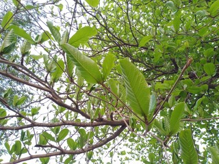 Tropical almond plant's green leaves, and branches. Indian almond seed ingredient healthy nutritional food.