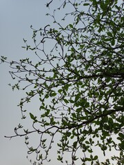 Tropical almond plant's green leaves, and branches. Indian almond seed ingredient healthy nutritional food.