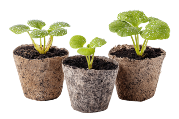 Three biodegradable fiber pots with seedlings in different growth stages and dewy leaves, isolated on transparent background
