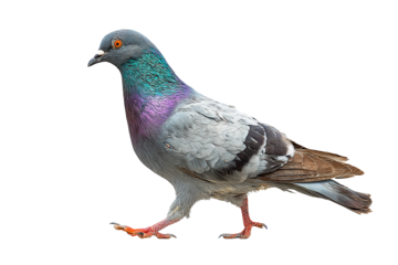 Rock pigeon mid-stride with iridescent teal and plum neck feathers and bright orange eye, isolated on transparent background
