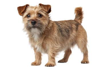 Small terrier dog with wiry tan coat, darker muzzle, and perked ears, isolated on transparent background
