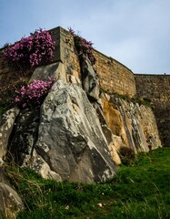 Stone wall with flowering plants