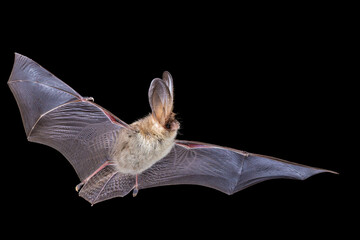 Brown Long-Eared Bat in Darkness