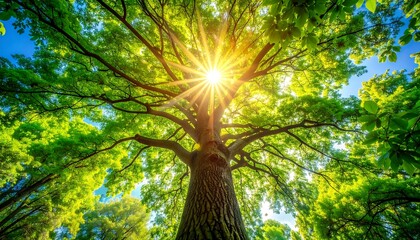 Sunlight streams through lush green tree canopy