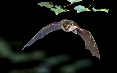 Flying Greater horseshoe bat in forest