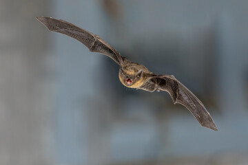 Flying pipistrelle bat trigger flash