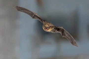 Flying pipistrelle bat trigger flash © creativenature.nl
