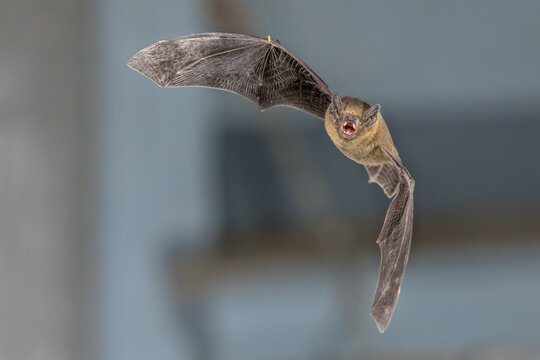 Flying Pipistrelle bat on blue background